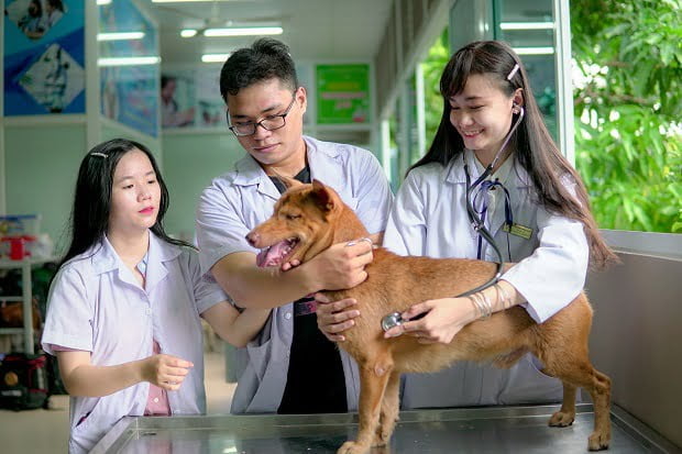 học Cao đẳng chăn nuôi thú y